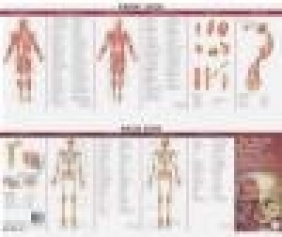 Muscular and Skeletal Systems Chart