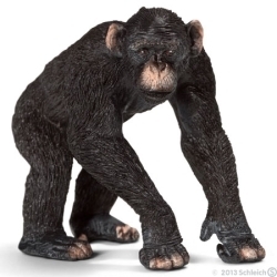 Szympans samiec new 2013 (14678)