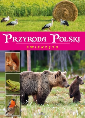 Przyroda Polski Zwierzęta - Zając Żaneta
