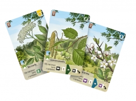 Leśne rozdanie: Na skraju lasu (rozszerzenie) - Kosch