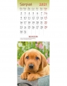 Kalendarz 2021 ścienny pocztówkowy - Psy