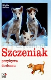 Szczeniak przybywa do domu