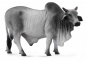 Byk brahman