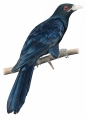 Na skrzydłach: Ptaki Azji - Elizabeth Hargrave