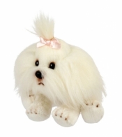 Pies Shih Tzu