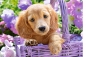Puzzle 1000: Puppy in Basket (C-103799)