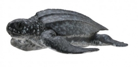 Żółw skórzasty (004-88680)