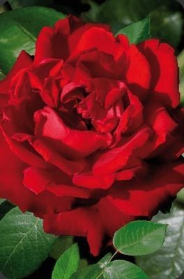 Mini kartka 3D Czerwona Róża