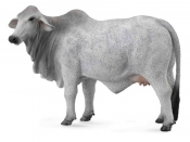 Krowa brahman L