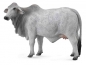 Krowa brahman L