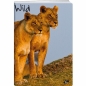 Zeszyt Dzikie zwierzęta A5 32k. 80 g krata (EL-M6-031-KA5)