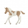 Źrebię rasy Paint Horse SLH13886 5+