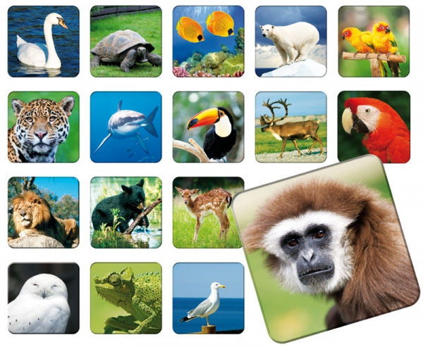 <img src='https://webimage.pl/pics/807/3/db_memory_zoo2.jpg'> Memory ZOO - Edukacyjna gra towarzyska (3051) Pogorzelska Julia