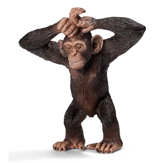 Młody szympans new 2013 (14680)