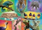 Trefl, Puzzle 200: Animal Planet - W egzotycznym świecie (13280)