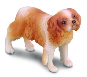 Pies rasy Spaniel Cavalier King Charles (88181)