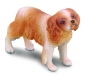 Pies rasy Spaniel Cavalier King Charles (88181)