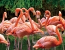 Magnes 3D Flamingi