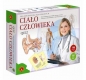 Ciało człowieka Quiz Big (0581)