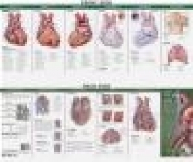 Anatomy of the Heart: Study Guide Anatomical Chart Company