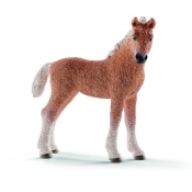 Bashkir Curly źrebię - 13781