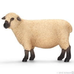 Owca odmiana Shropshire (13681)