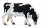 Byk Friesian (004-88482)
