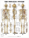  Skeletal System Poster