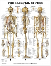 Skeletal System Poster