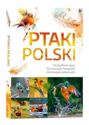 Ptaki Polski - Dominik Marchowski