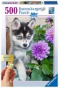 Ravensburger, Puzzle 500: Szczeniak husky (13682)