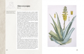 Ilustrowany zielnik Hildegardy z Bingen - Paul Ferris