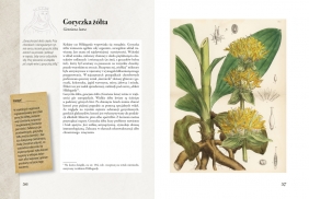 Ilustrowany zielnik Hildegardy z Bingen - Paul Ferris