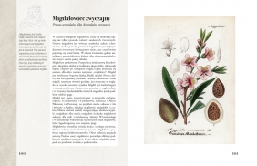 Ilustrowany zielnik Hildegardy z Bingen - Paul Ferris