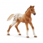Schleich 42433, Zestaw treningowy koni appaloosa