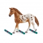 Schleich 42433, Zestaw treningowy koni appaloosa