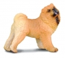 Pies rasy Chow chow (88183)