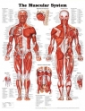  Muscular System Poster