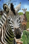 Mini kartka 3D Zebra