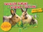 Książka z puzzlami. Zwierzęta domowe - Opracowanie zbiorowe