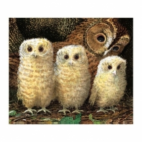 Karnet kwadrat z kopertą Owl Babies