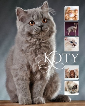 Koty - Matoga Karolina