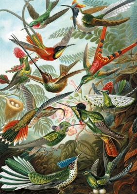 Puzzle 1000: Haeckel, Kolibry (5528)