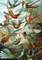 Puzzle 1000: Haeckel, Kolibry (5528)