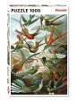 Puzzle 1000: Haeckel, Kolibry (5528)