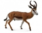 Kozioł springbok