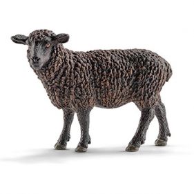 Czarna owca - 13785