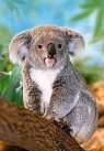 PUZZLE KOALA 260 ELEMENTÓW CASTOR</h1>