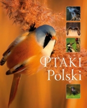 Ptaki Polski - Matoga Karolina