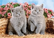 Puzzle 120 British Shorthair Kittens